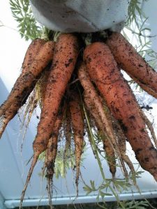 Top Veggie To Grow #3: Carrots! Image